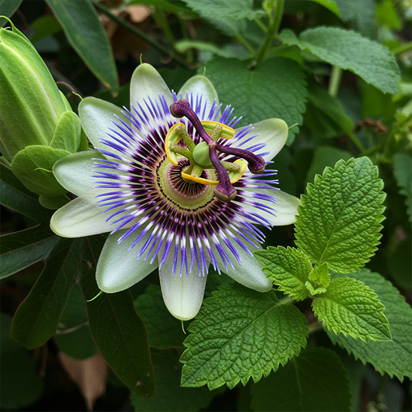 Passion Flower & Lemon Balm