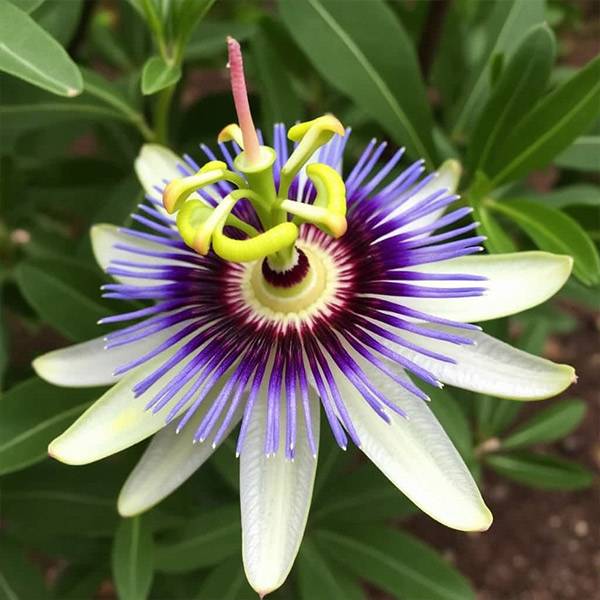 Peruvian’s Passion Flower